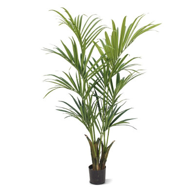 Kencja palma (165 cm)
