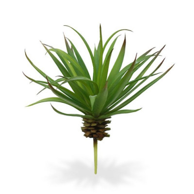 Dracena Marginata buket (18 cm)