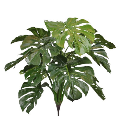 Monstera bukiet (75 cm)