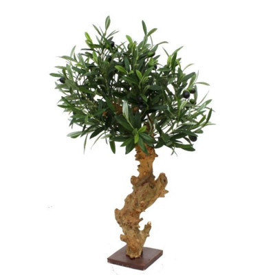 Zeytin bonsai ağacı (60 cm)