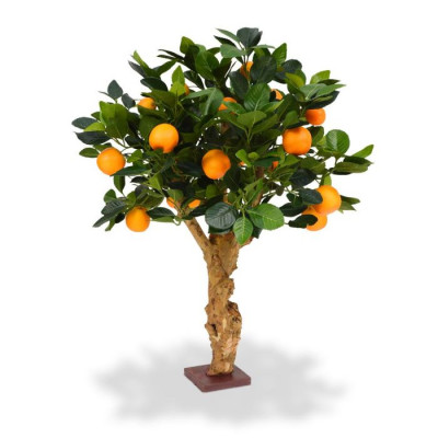 Portakal ağacı Bonsai (65 cm)