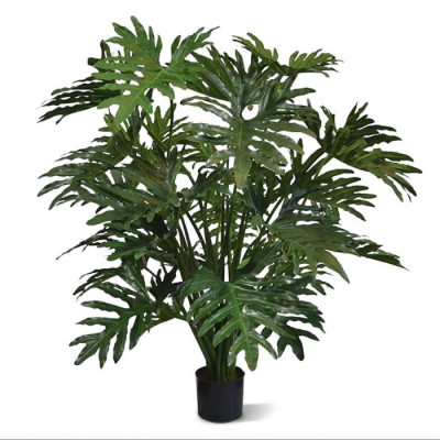 Philodendron Selloum (125 cm)