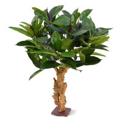 Philodendron (80 cm)
