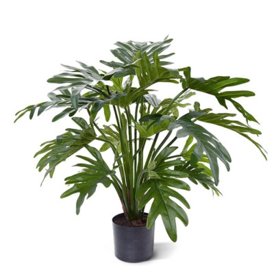 Philodendron Xanadu (50 cm)