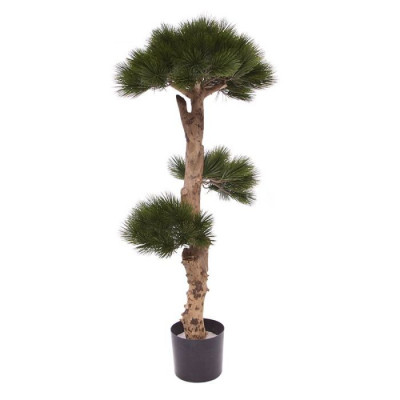 Çam Bonsai (110 cm)