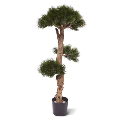 Çam Bonsai (110 cm) UV