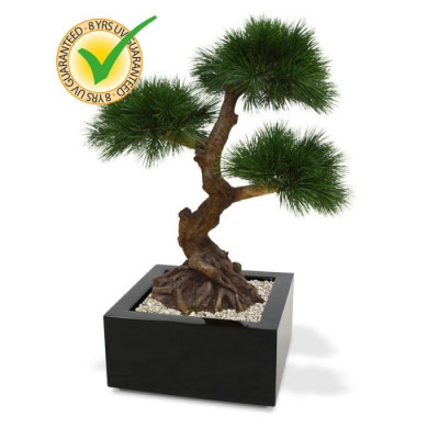 Çam Bonsai (60 cm) UV