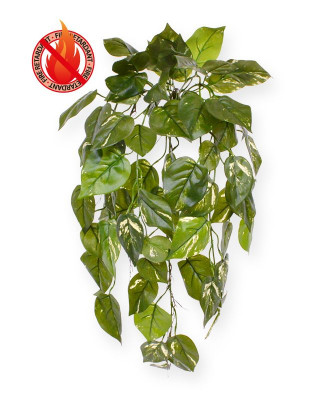 Pothos sarmaşığı (70 cm)