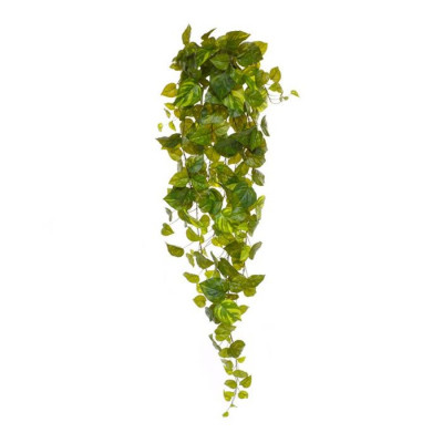 Pothos sarmaşığı (130 cm)