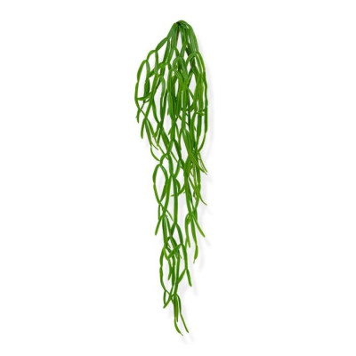 Rhipsalis (75 cm)