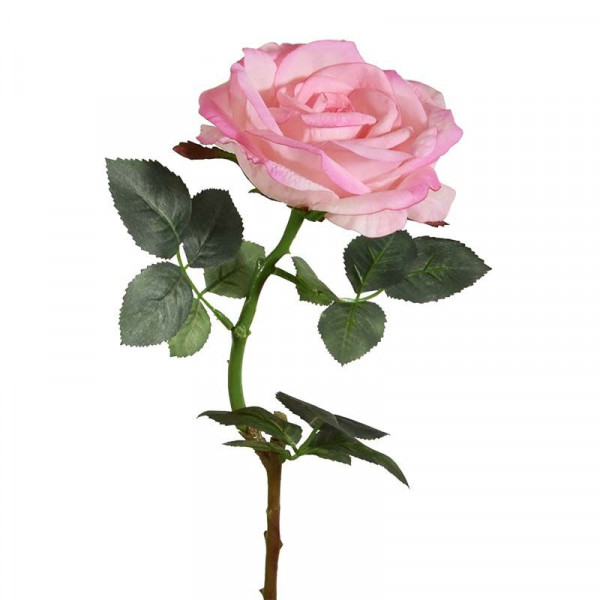 Ruusu (65 cm) | Vain laadukkaita tuotteita