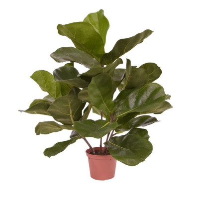 Planta Royal Lyrata artificial 45 cm 