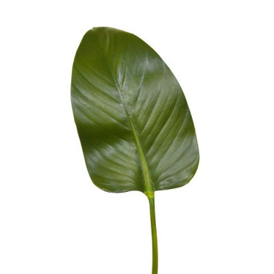 Starliçe yaprağı (75 cm)