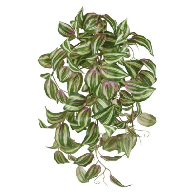 Tradescantia Tricolor (45 cm)