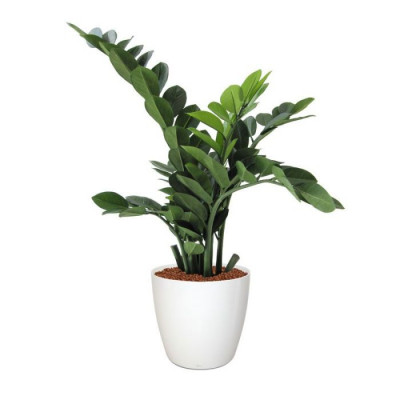 Zamia (65 cm)