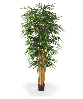 Бамбук (235 см)