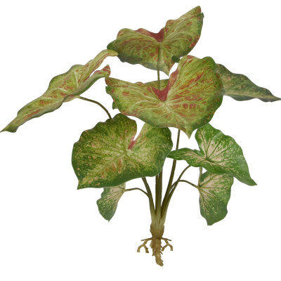 Caladium raspberry bouquet 40cm