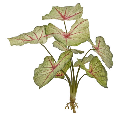 Caladium white queen bouquet 45cm