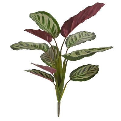 Calathea red Roseopicta bush 45cm