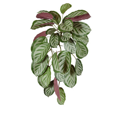 Calathea red Roseopicta pendant 70cm