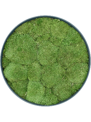 Refined Pine Green 100% Ball moss (⌀40)