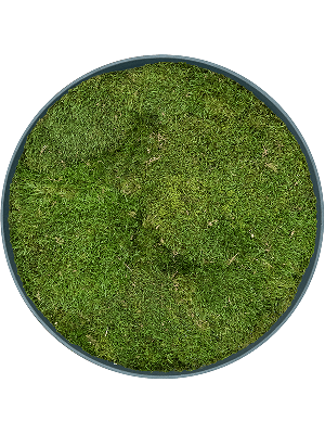 Refined Pine Green 100% Flat moss (⌀40)