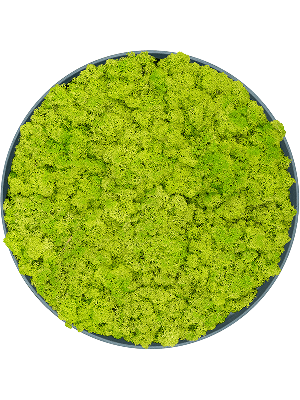 Refined Pine Green 100% Reindeer moss (Spring green) (⌀40)