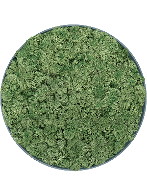 Refined Pine Green 100% Reindeer moss (Moss green) (⌀40)