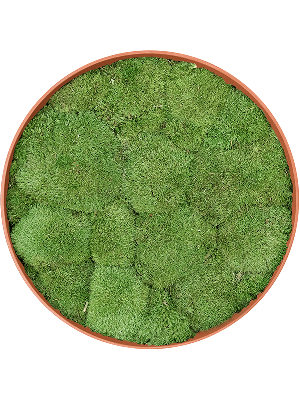 Refined Canyon Orange 100% Ball moss (⌀40)