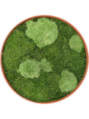 Refined Canyon Orange 30% Ball- and 70% Flat moss (⌀40)