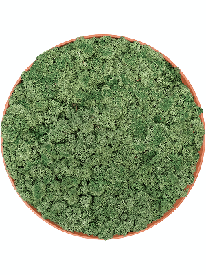 Refined Canyon Orange 100% Reindeer moss (Moss green) (⌀40)