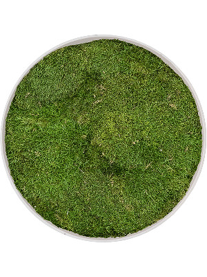 Refined Natural White 100% Flat moss (⌀40)