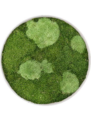 Refined Natural White 30% Ball- and 70% Flat moss (⌀40)