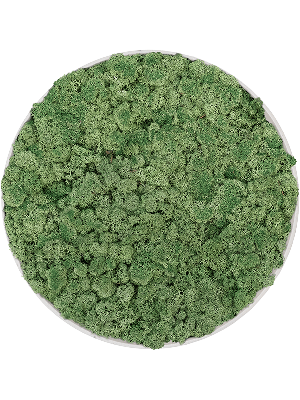Refined Natural White 100% Reindeer moss (Moss green) (⌀40)