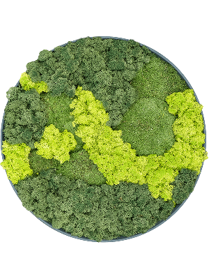 Refined Pine Green 30% Ball moss 70% Reindeer moss (Mix) (⌀50)