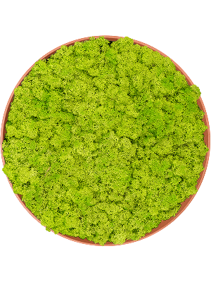 Refined Canyon Orange 100% Reindeer moss (Spring green) (⌀50)