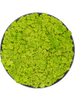 Refined Volcano Black 100% Reindeer moss (Spring green) (⌀50)