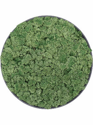 Refined Volcano Black 100% Reindeer moss (Moss green) (⌀50)