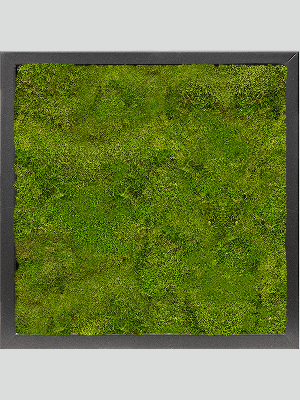 MDF RAL 9005 Satin Gloss 100% Flat moss (↔40 cm ↕40 cm)