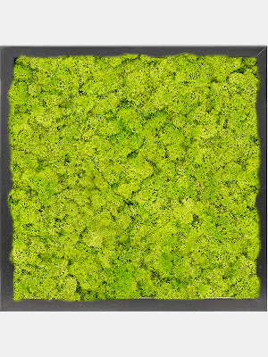 MDF RAL 9005 Satin Gloss 100% Reindeer moss (Spring green) (↔40 cm ↕40 cm)