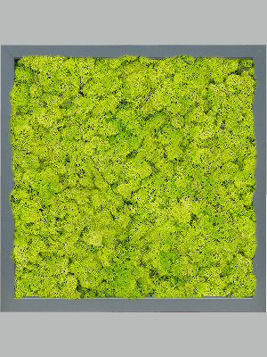 MDF RAL 7016 Satin Gloss 100% Reindeer (Moss spring green) (↔40 cm ↕40 cm)