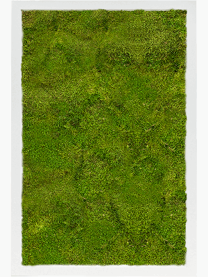 MDF RAL 9010 Satin Gloss 100% Flat Moss (↔60 cm ↕40 cm)