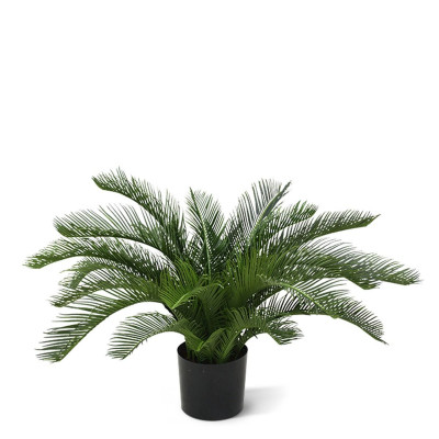Palma cykas (60 cm)