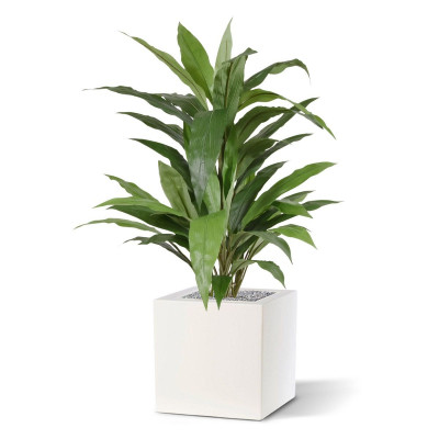 Dracena (80 cm)