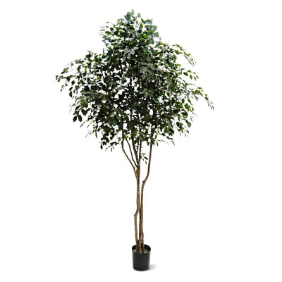 Ficus Exotica (150 cm)