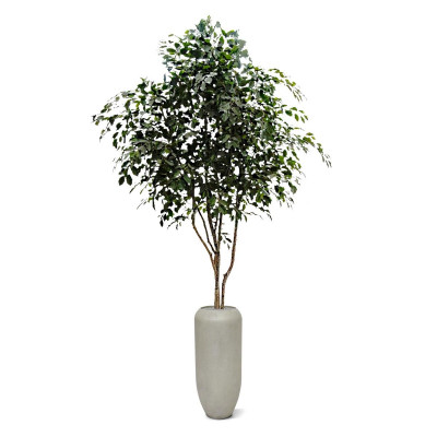 Ficus Exotica puu 330 cm