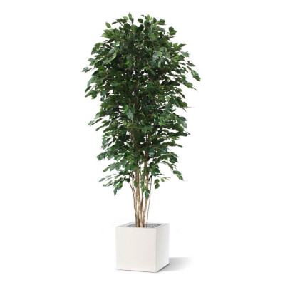 Ficus Exotica (210 cm)
