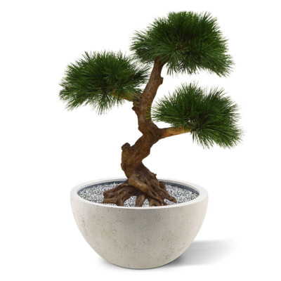 Hopeapinja bonsai (60 cm)