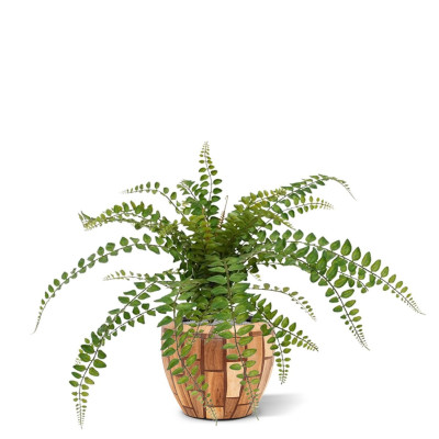 Ümaralehine rotala sõnajalg (55  cm)