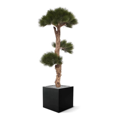 Sosna Bonsai drzewko (110 cm)